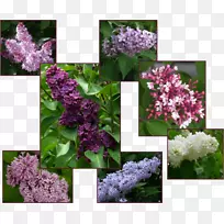 丁香-丁香灌木园艺丁香树-丁香灌木-空若网 丁香-丁香灌木园艺丁香树-丁香灌木-空若网