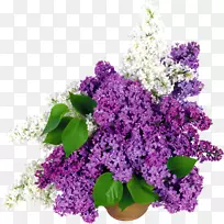 花盆切花丁香花-空若网 花盆切花丁香花-空若网