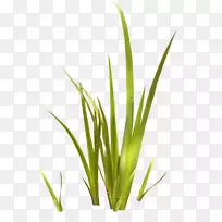 文选香根草-记忆-空若网 文选香根草-记忆-空若网