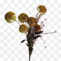 �л�����ֲ�ﾥ����-������