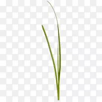 Ö²Îï¾¥¹â½â-×ÔÈ»-¿ÕÈôÍø Ö²Îï¾¥¹â½â-×ÔÈ»-¿ÕÈôÍø