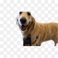 金毛猎犬繁殖伴犬鼻子-金毛猎犬-空若网 金毛猎犬繁殖伴犬鼻子-金毛猎犬-空若网