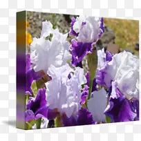 蝴蝶花兰紫薰衣草.紫罗兰-空若网 蝴蝶花兰紫薰衣草.紫罗兰-空若网