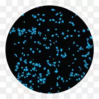 圆点绿松石星圆-空若网 圆点绿松石星圆-空若网