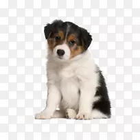 边境牧羊犬,你的小狗,马-悲伤的小狗-空若网 边境牧羊犬,你的小狗,马-悲伤的小狗-空若网