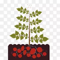 植物插图.鳄鱼花和草-空若网 植物插图.鳄鱼花和草-空若网