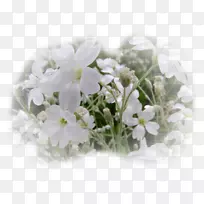 花卉设计切花植物花卉-空若网 花卉设计切花植物花卉-空若网