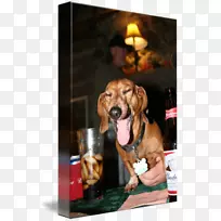 狗鼻子-维纳-狗-空若网 狗鼻子-维纳-狗-空若网