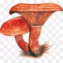 食用菌药用真菌-蘑菇-空若网 食用菌药用真菌-蘑菇-空若网