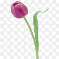 郁金香花摄影数码影像-郁金香-空若网 郁金香花摄影数码影像-郁金香-空若网