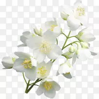 切花花瓣-空若网 切花花瓣-空若网