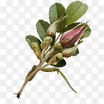 ��԰õ�廨�ٻ�-������