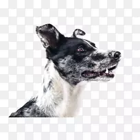 �Ĵ�����ţȮӢ���ټǳ����ո�����ţ������-������