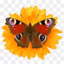 蝴蝶昆虫翅膀小龟-自然界-蝴蝶昆虫-空若网 蝴蝶昆虫翅膀小龟-自然界-蝴蝶昆虫-空若网