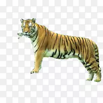 �ϼ�����Sundarbans Sariska�ϻ�����������-Carlos-������