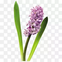 �����Ӳ廨����-����-������