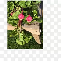 ���껨԰�ۺ�ɫmҶ����ֲ��-�л�ũ��-������