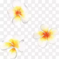 水彩画:花水彩画手绘鸡蛋花-空若网 水彩画:花水彩画手绘鸡蛋花-空若网