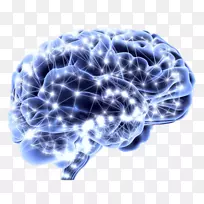 人脑神经科学神经元-空若网 人脑神经科学神经元-空若网