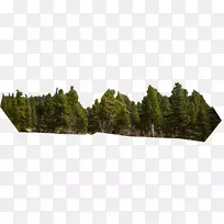 树草科-空若网 树草科-空若网