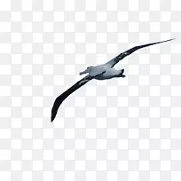 信天翁翼喙信天翁-空若网 信天翁翼喙信天翁-空若网