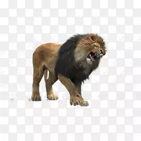 大猫陆生动物毛皮野生动物-猫-空若网 大猫陆生动物毛皮野生动物-猫-空若网