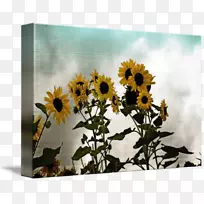 普通向日葵种子花卉设计向日葵.设计-空若网 普通向日葵种子花卉设计向日葵.设计-空若网