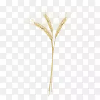 禾本科稻-空若网 禾本科稻-空若网