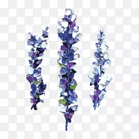 薰衣草花紫罗兰花-空若网 薰衣草花紫罗兰花-空若网