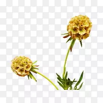 �л�����ֲ��-������