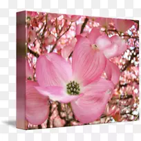 开花山茱萸-空若网 开花山茱萸-空若网