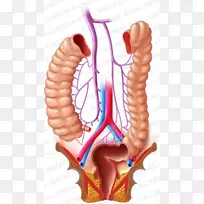 ´ó³¦ÁܰÍϵͳÈËÏû»¯ÏµÍ³´ó³¦°©-Ïû»¯-¿ÕÈôÍø ´ó³¦ÁܰÍϵͳÈËÏû»¯ÏµÍ³´ó³¦°©-Ïû»¯-¿ÕÈôÍø