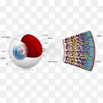 USANA������ѧ���һСʱ����facebook��ɫҽѧ������-������