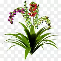 古兹马尼亚‘Ostara’溴化木耳植物-植物-空若网 古兹马尼亚‘Ostara’溴化木耳植物-植物-空若网