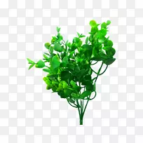 JMC��������ֲ�ﾥ-����ֲ��-������