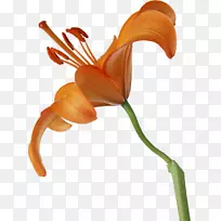 百合花瓣切花-空若网 百合花瓣切花-空若网