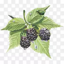 桑树-桑树-空若网 桑树-桑树-空若网