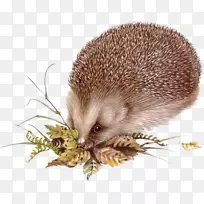 驯化刺猬豪猪中心博客刺猬-空若网 驯化刺猬豪猪中心博客刺猬-空若网