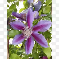 皮革花-铁线莲-空若网 皮革花-铁线莲-空若网