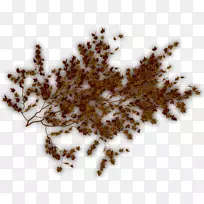 Ê÷רɫÌÙ±¾Ö²Îï-¿ÕÈôÍø Ê÷רɫÌÙ±¾Ö²Îï-¿ÕÈôÍø