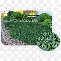 花园地被草克草坪草-空若网 花园地被草克草坪草-空若网