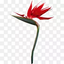 花瓣花热带剪贴画-花-空若网 花瓣花热带剪贴画-花-空若网