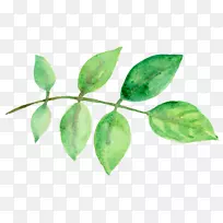 Ҷˮ�ʣ���ˮ�ʻ���Ҷˮ��-������