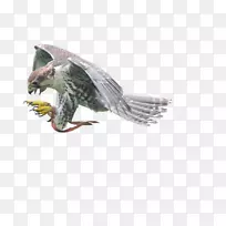 猛禽野生动物-飞鹰-空若网 猛禽野生动物-飞鹰-空若网