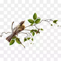 鸟贺卡、明信片、原件/制卡-鸟-空若网 鸟贺卡、明信片、原件/制卡-鸟-空若网