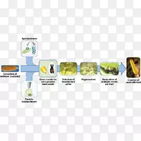 转基因生物科学转基因作物科学方法基因工程转基因食品-空若网 转基因生物科学转基因作物科学方法基因工程转基因食品-空若网