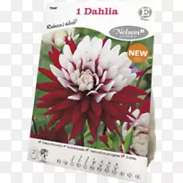 丽贝卡的世界大丽花植物-大丽花花-空若网 丽贝卡的世界大丽花植物-大丽花花-空若网