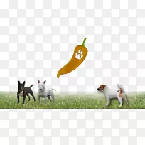 犬种野生动物-杰克罗素-空若网 犬种野生动物-杰克罗素-空若网