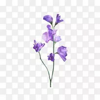 ���㶹�л�ֲ�ﾥ���㶹-������