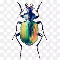 甲虫-空若网 甲虫-空若网